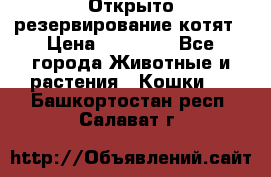 Открыто резервирование котят › Цена ­ 15 000 - Все города Животные и растения » Кошки   . Башкортостан респ.,Салават г.